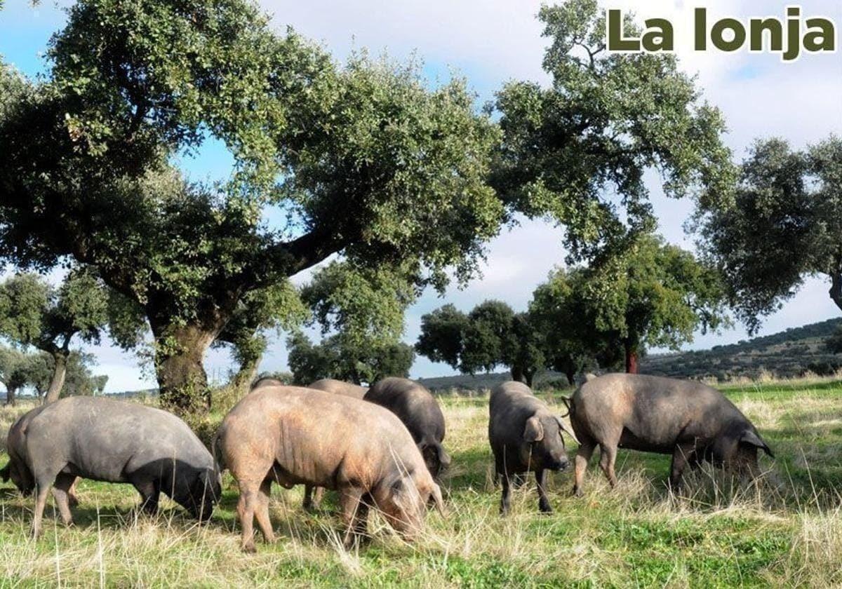 Lonja agropecuaria de Extremadura del martes, 10 de junio