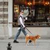 Viajar con mascota por todo lo alto: hoteles, vuelos y destinos para humanos con perro